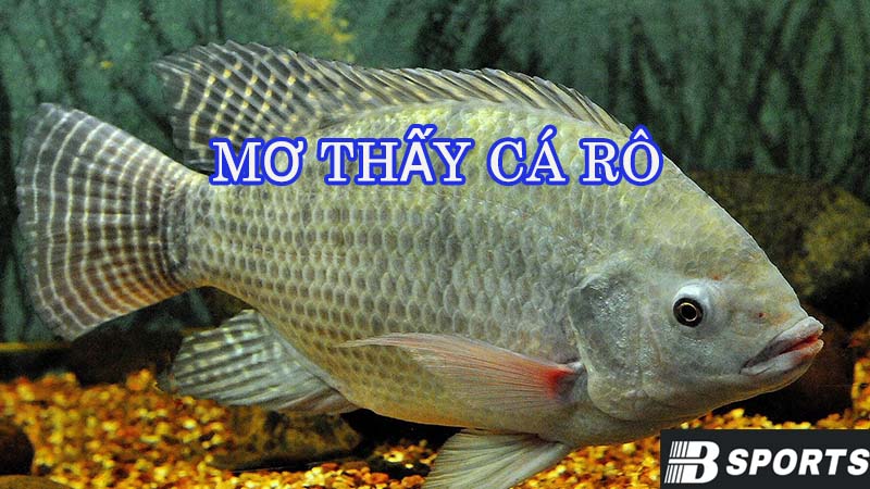 Giải nghĩa mơ thấy cá rô qua từng trường hợp Giải nghĩa mơ thấy cá rô qua từng trường hợp