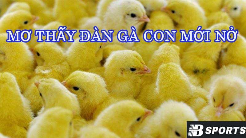 Mơ thấy đàn gà con mới nở mang thông điệp gì? Mơ thấy đàn gà con mới nở mang thông điệp gì?