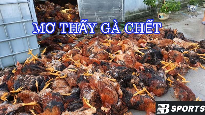 Mơ thấy gà chết có ý nghĩa thế nào? Mơ thấy gà chết có ý nghĩa thế nào?