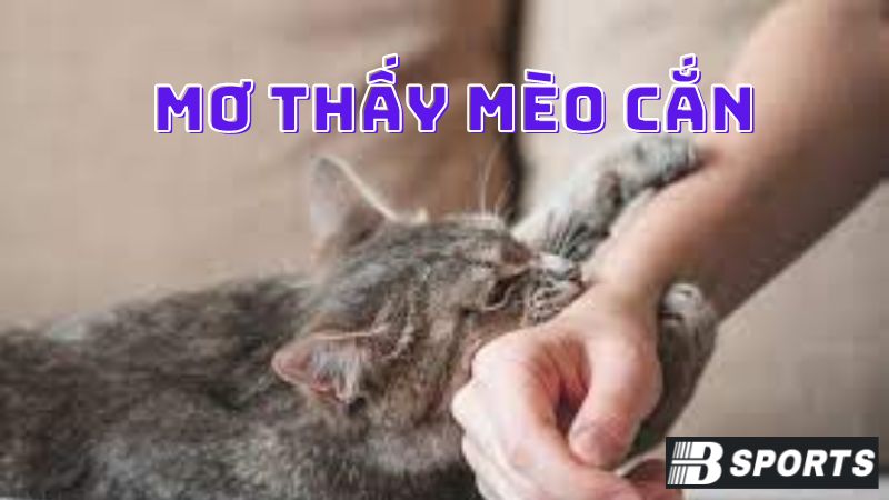 Ý nghĩa nói chung của giấc mơ thấy mèo cắn Ý nghĩa nói chung của giấc mơ thấy mèo cắn