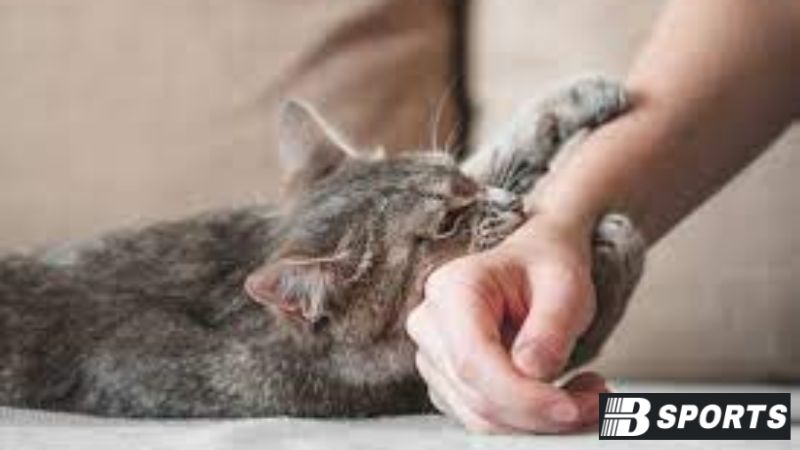 Chiêm bao thấy một bầy mèo quanh người Chiêm bao thấy một bầy mèo quanh người