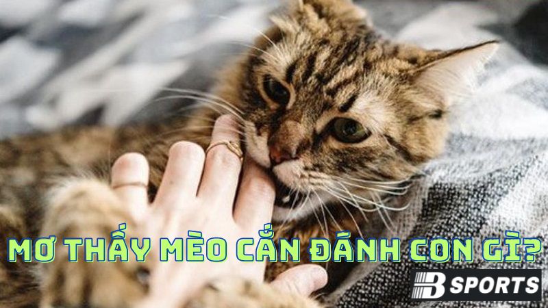 Mơ thấy bị mèo cắn vào tay chân đánh con gì? Mơ thấy bị mèo cắn vào tay chân đánh con gì?