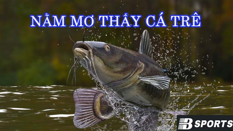Mơ thấy cá trê theo quan niệm dân gian Mơ thấy cá trê theo quan niệm dân gian