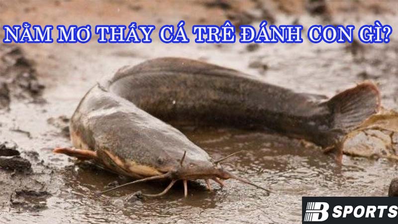 Nằm mơ thấy cá trên đang ngoi lên bờ nên đánh con gì? Nằm mơ thấy cá trên đang ngoi lên bờ nên đánh con gì?