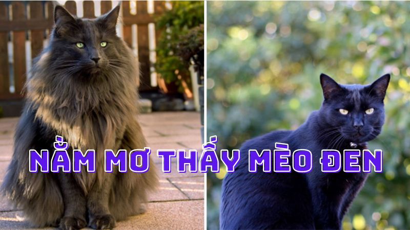 Chiêm bao thấy mèo đen hóa thành một chú cún Chiêm bao thấy mèo đen hóa thành một chú cún