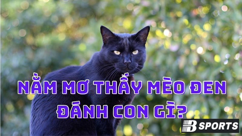 Mơ thấy mèo đen đánh con gì để trúng lớn hôm nay? Mơ thấy mèo đen đánh con gì để trúng lớn hôm nay?