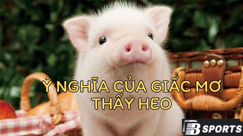Ý nghĩa của giấc mơ thấy heo - loài heo có ý nghĩa gì? Ý nghĩa của giấc mơ thấy heo - loài heo có ý nghĩa gì?