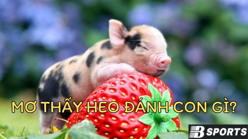 Nằm mơ thấy heo đánh số gì để nhanh chóng phát tài? Nằm mơ thấy heo đánh số gì để nhanh chóng phát tài?