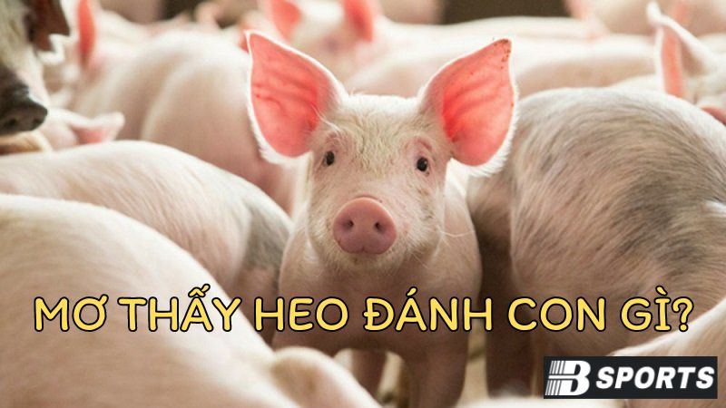 Nằm mơ thấy heo đánh số gì trong trường hợp này? Nằm mơ thấy heo đánh số gì trong trường hợp này?