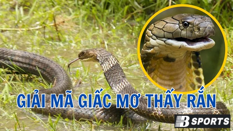 Lý giải nguyên nhân của giấc mơ thấy loài rắn Lý giải nguyên nhân của giấc mơ thấy loài rắn