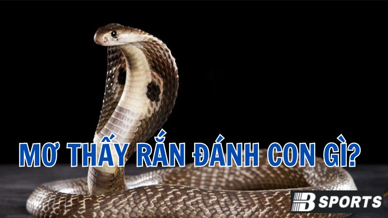 Mơ thấy rắn đuổi đánh con gì hợp lý? Mơ thấy rắn đuổi đánh con gì hợp lý?