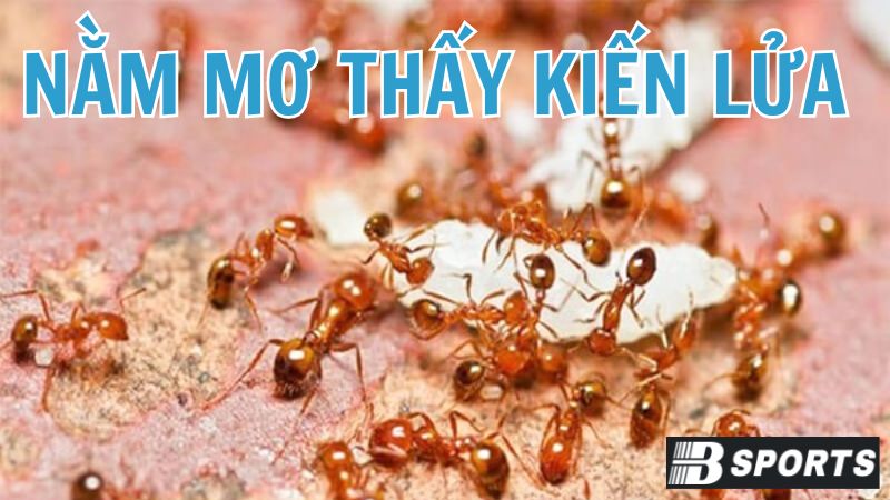 Chiêm bao thấy kiến lửa cho thấy bạn đang gặp vấn đề gì? Chiêm bao thấy kiến lửa cho thấy bạn đang gặp vấn đề gì?