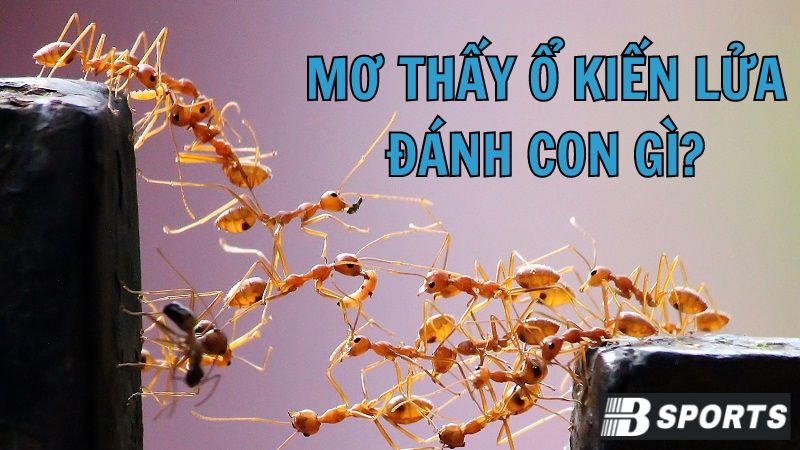 Mơ thấy kiến lửa nên đánh số nào nhiều may mắn, giàu sang?